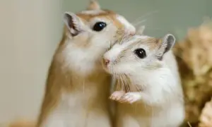 Zwei süße Rennmäuse kuscheln eng aneinander. Perfekte, pflegeleichte Haustiere zum Kuscheln für kleine und große Hände.