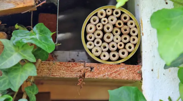 Ein selbstgemachtes Insektenhotel, ideal zum Basteln mit Kindern, bietet kleinen Krabbeltieren ein Zuhause.