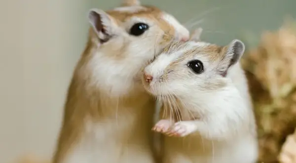 Zwei süße Rennmäuse kuscheln eng aneinander. Perfekte, pflegeleichte Haustiere zum Kuscheln für kleine und große Hände.