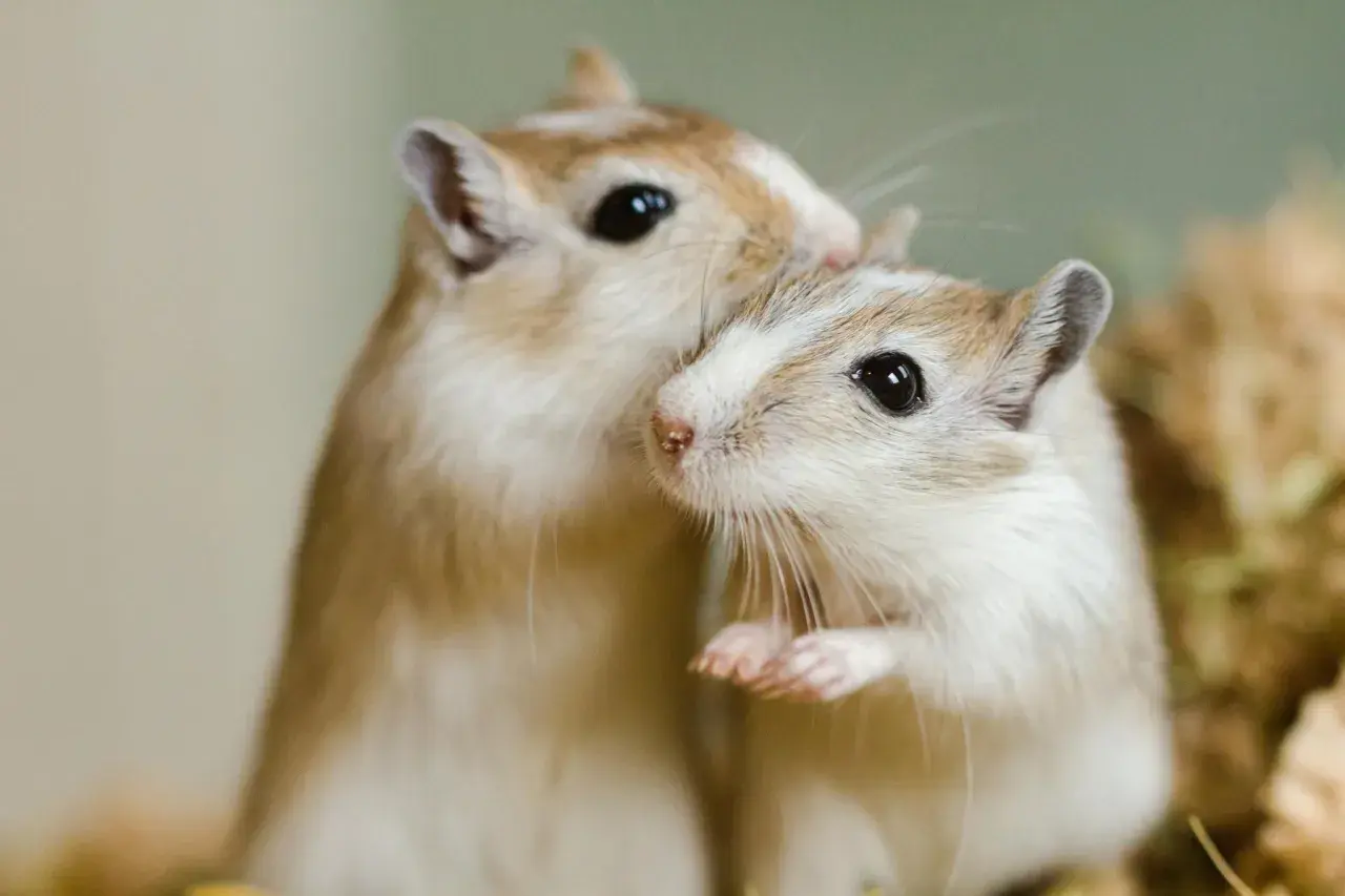 Zwei süße Rennmäuse kuscheln eng aneinander. Perfekte, pflegeleichte Haustiere zum Kuscheln für kleine und große Hände.