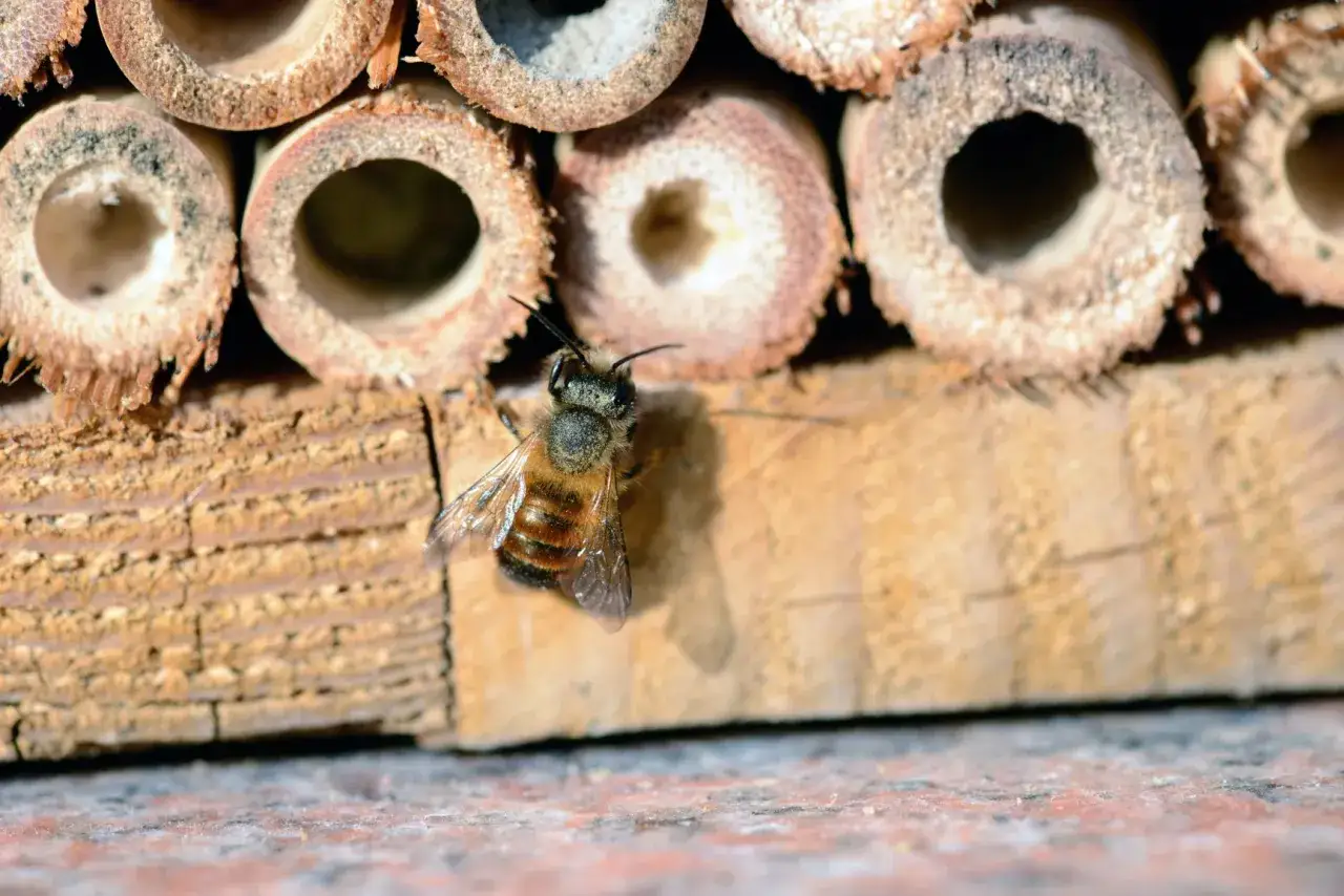 Eine Biene krabbelt auf einem selbstgebauten Insektenhotel. Kinder können so etwas tolles basteln!
