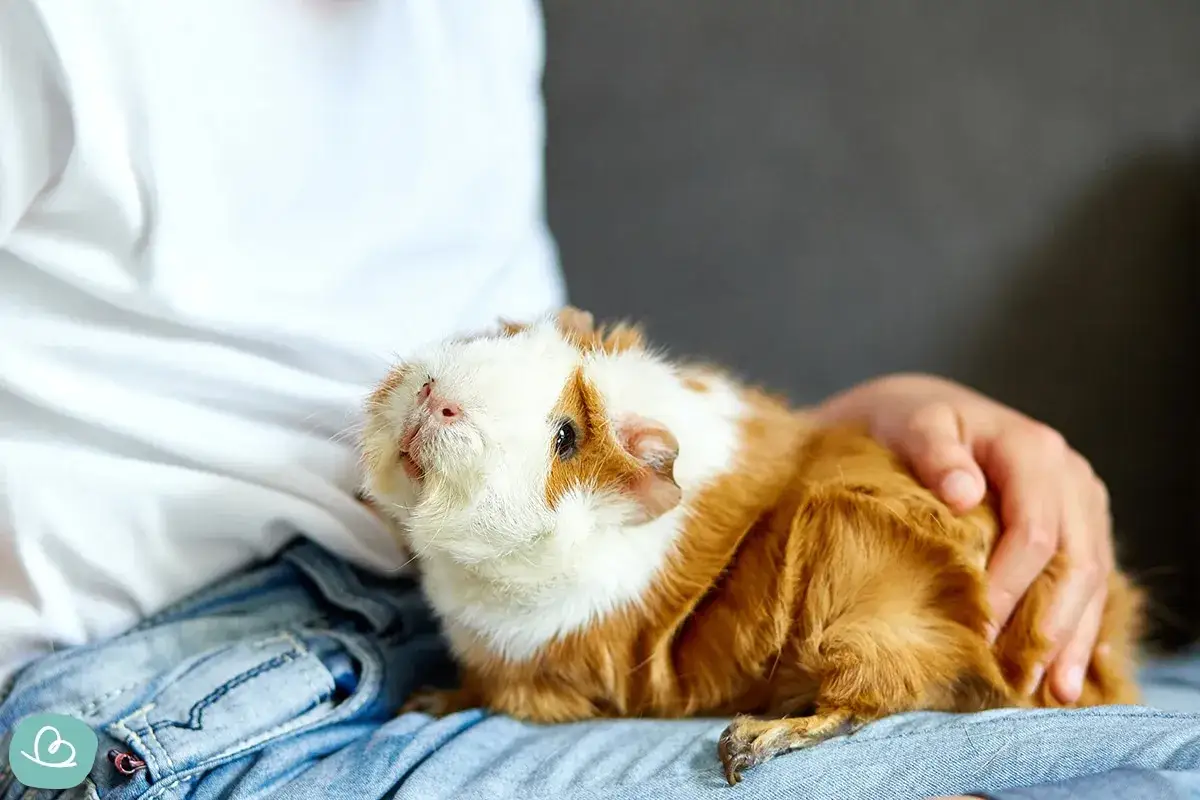 Ein Meerschweinchen liegt auf Jeans und wird sanft gestreichelt. Perfekt f&uuml;r alle, die pflegeleichte Haustiere zum Kuscheln suchen.